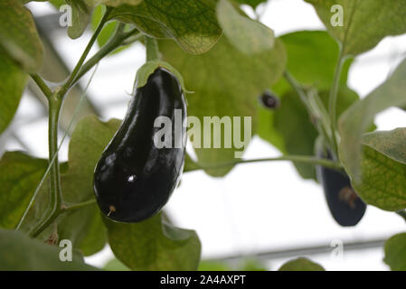 A commercial tunnelhouse growing eggplant, aubergine, or brinjal (Solanum melongena) for the wholesale market. Stock Photo