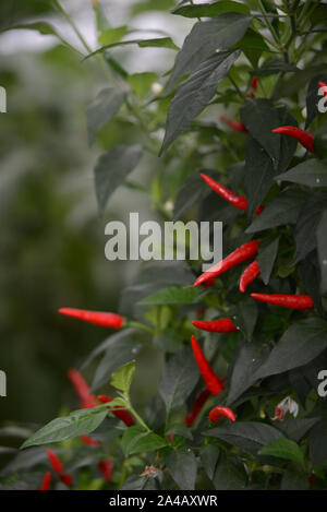 Fruit almost ready to harvest in a commercial tunnelhouse growing chilli peppers (Capsicum annuum) for the wholesale market. Stock Photo