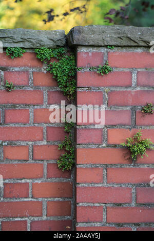 A brick wall niche with plants growing in it. Backgound and texture. Stock Photo