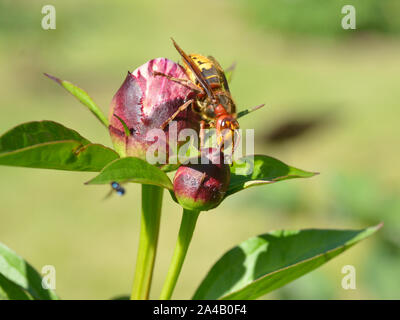 Closeup European hornet (Vespa crabro) on bud of peony flower seen from profile Stock Photo
