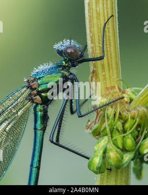 Male Banded Demoiselle Damselfly (Calopteryx splendens) with dew drops perched on plant stem. Tipperary, Ireland Stock Photo