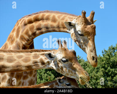 Closeup of two giraffes (Giraffa camelopardalis) eating seen from profile Stock Photo