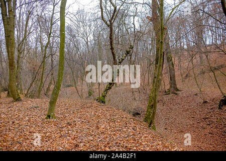 Hoia Baciu Forest. The World Most Haunted Forest with a reputation for many intense paranormal activity. Stock Photo