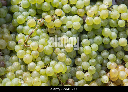 Locally grown green grapes for sale at a French market, shot close up in landscape format Stock Photo