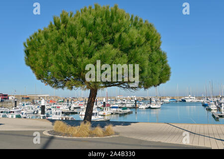 Stone pine in the port of l’Herbaudière on the island of Noirmoutier en l’île in the Vendée department in the Pays de la Loire region in France Stock Photo