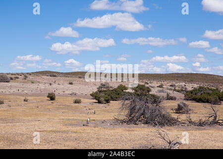 Punta Tombo penguin colony view, Patagonia landscape, Argentina Stock Photo