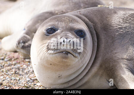Elephant seal on beach close up, Patagonia, Argentina.  Isla Escondida beach. Argentinian wildlife Stock Photo