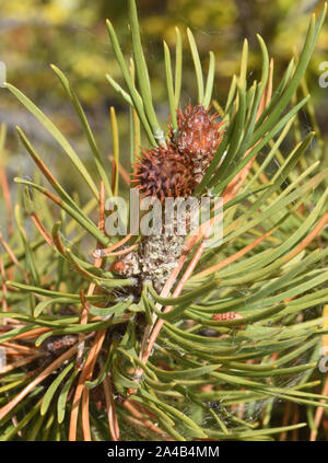 Female cone of lodgepole pine (Pinus contorta). Separate male and female cones appear on the same tree. Maligne Lake, Jasper, Alberta, Canada, Stock Photo
