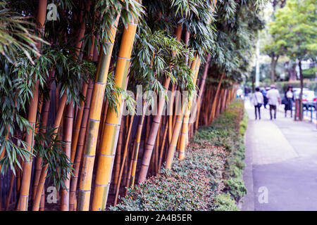 Row of Yellow Trunks of Bamboo on a Street. Stock Photo