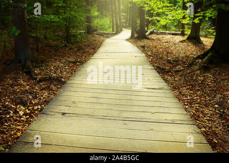 Wooden pathway through the misty autumn forest. Swietokrzyskie Mountains, Poland. Stock Photo