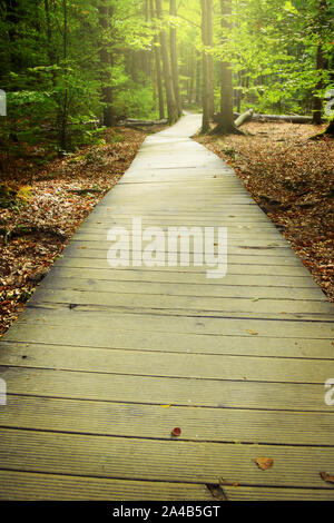 Wooden pathway through the misty autumn forest. Swietokrzyskie Mountains, Poland. Stock Photo