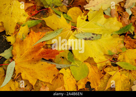 Texture of fallen leaves of different tree species on the ground. Stock Photo