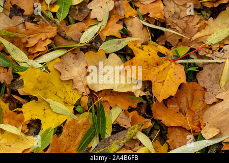 Texture of fallen leaves of different tree species on the ground. Stock Photo