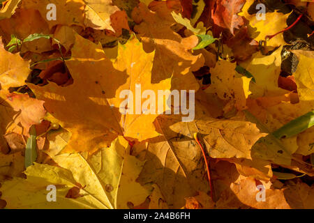 Texture of fallen leaves of different tree species on the ground. Stock Photo