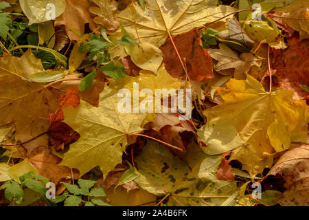 Texture of fallen leaves of different tree species on the ground. Stock Photo