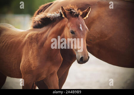 A Bay colt with a white spot on his forehead stands beside his mother in the sunlight. Stock Photo