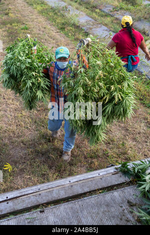 Paw Paw, Michigan - Workers harvest hemp at the Paw Paw Hemp Company. Many American farmers harvested their first crop in 2019 after growing hemp was Stock Photo