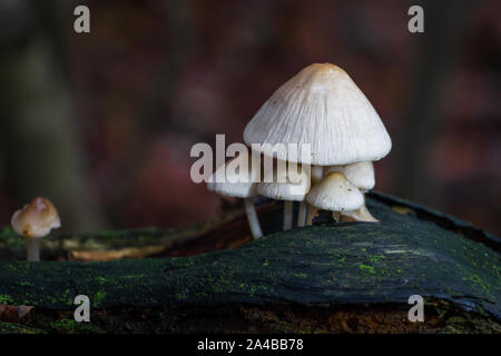 Beautiful mushrooms growing on a old dead tree stump, picture taken in the netherlands in National park Dwingelderveld Stock Photo
