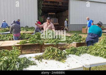 Paw Paw, Michigan - After harvesting hemp plants at the Paw Paw Hemp Company, workers string the plants on cords and take them to the barn to dry. Man Stock Photo