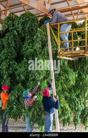 Paw Paw, Michigan - After harvesting hemp plants at the Paw Paw Hemp Company, workers hang the plants in a barn to dry. Many American farmers harveste Stock Photo