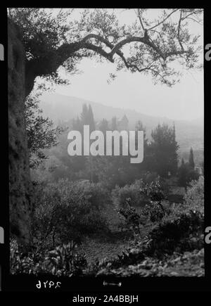 The Basilica of Gethsemane. Basilica of Gethsemane. Distant view through trees of Kedron Stock Photo