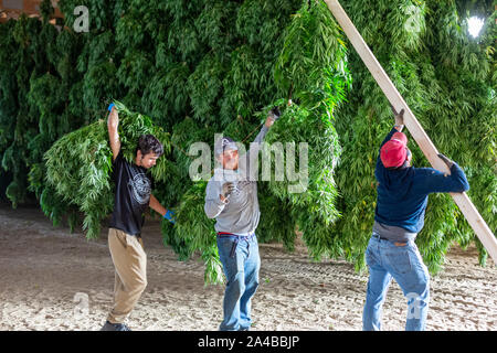 Paw Paw, Michigan - After harvesting hemp plants at the Paw Paw Hemp Company, workers hang the plants in a barn to dry. Many American farmers harveste Stock Photo