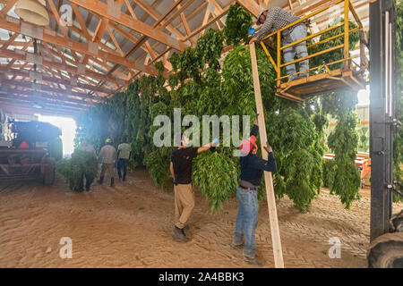 Paw Paw, Michigan - After harvesting hemp plants at the Paw Paw Hemp Company, workers hang the plants in a barn to dry. Many American farmers harveste Stock Photo