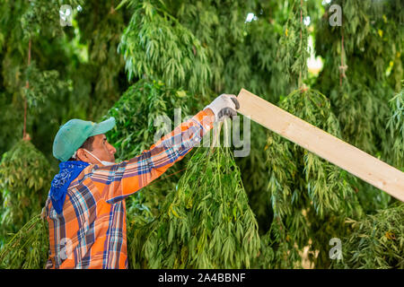 Paw Paw, Michigan - After harvesting hemp plants at the Paw Paw Hemp Company, workers hang the plants in a barn to dry. Many American farmers harveste Stock Photo