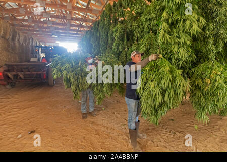 Paw Paw, Michigan - After harvesting hemp plants at the Paw Paw Hemp Company, workers hang the plants in a barn to dry. Many American farmers harveste Stock Photo