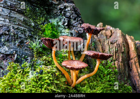 Beautiful mushrooms growing on a old dead tree stump, picture taken in the netherlands in National park Dwingelderveld Stock Photo
