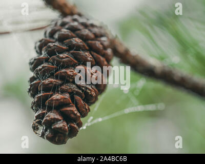 Closeup of pine cone in foggy morning with a wet spider web. Stock Photo