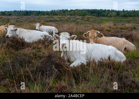 Herd of beige cows and bulls resting on moorland in Kempen forest, Brabant, Netherlands is autumn Stock Photo