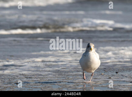 Seagull on the beach Stock Photo