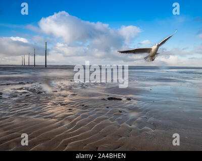 seagull flying over wadden sea Stock Photo