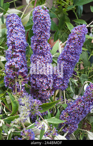 Flower spikes of Buddleia davidii Black Knight also called Butterfly bush  A deciduous shrub that is best in full sun and is fully hardy Stock Photo