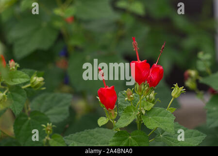 Beautiful red flowers found at an outdoor garden area used for landscaping. Stock Photo
