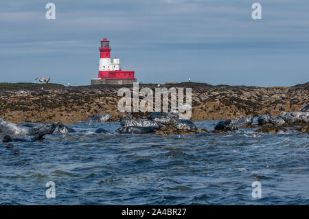 Seal grey (Halichoerus grypus) hauled out on Longstone, Farne Islands, Northumberland, with Longstoen lighthose in the background. Stock Photo