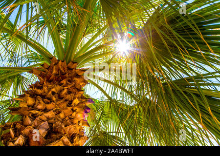 Sun rays shining through palm leaves, palm tree and sunshine Stock Photo