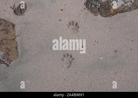 European Otter (Lutra lutra) footprints in mud, Suffolk, England Stock