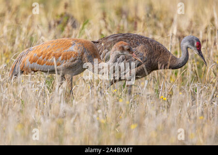 Sandhill Crane Adult with a Colt Stock Photo