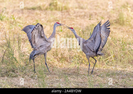 Sandhill Crane Mated Pair Dancing Stock Photo