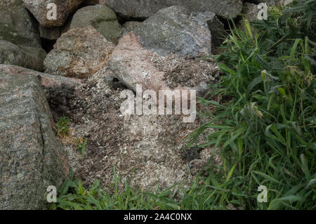 Otter (Lutra lutra), spraint heaps in prominent location, Tiree, Inner Hebrides, Scotland Stock Photo