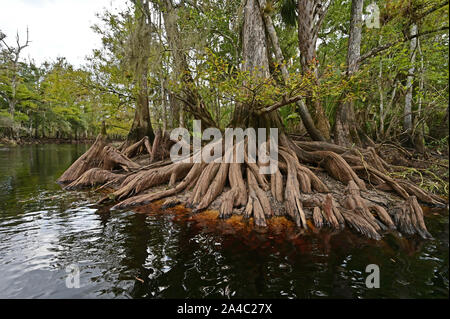Cypress Trees and their roots and knees on banks of Fisheating Creek, Florida on a sunny autumn afternoon. Stock Photo