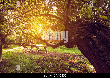 Wooden old, bench and table, sitting area under tree in woods. Picnic place Stock Photo