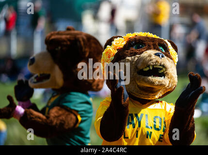 Waco, Texas, USA. 12th Oct, 2019. Baylor Bears mascot Marigold before 1st half of the NCAA Football game between Texas Tech Red Raiders and the Baylor Bears at McLane Stadium in Waco, Texas. Matthew Lynch/CSM/Alamy Live News Stock Photo