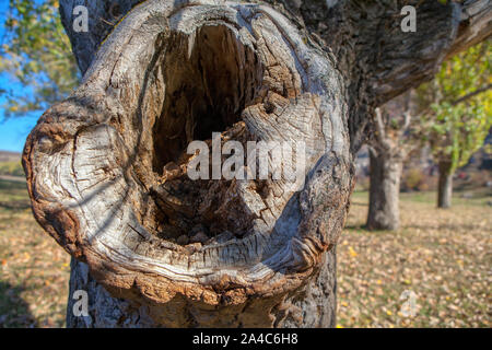 close up photo of hollow in a tree Stock Photo