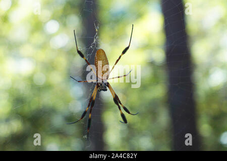 Golden Silk Orb Weaver spider Stock Photo