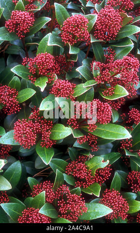 SKIMMIA JAPONICA 'RUBELLA' BLOOMS IN SPRING AND PRODUCES RED BERRIES IN WINTER. Stock Photo