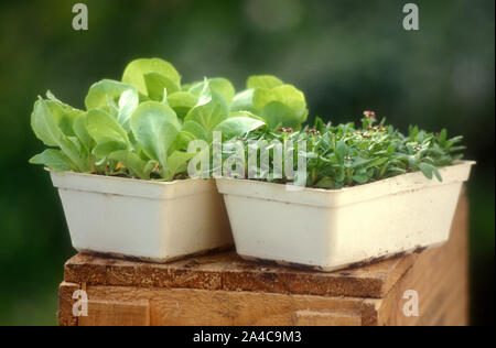PUNNETS OF LETTUCE SEEDLINGS AND FLOWER SEEDLINGS Stock Photo