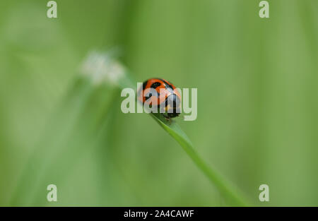 CLOSE-UP OF A LADYBIRD (COCCINELLA REPANDA) ALSO KNOWN AS LADYBIRD BEETLES OR LADYBUGS. SEEN HERE PERCHED ON A BLADE OF GRASS. AUSTRALIA. Stock Photo